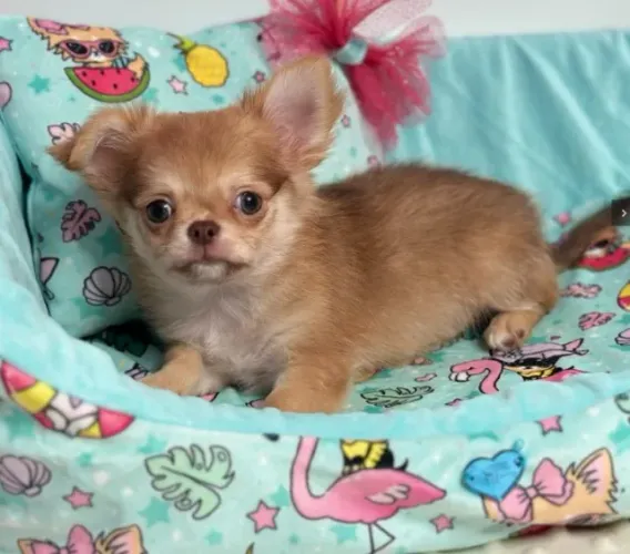 Chihuahua Fêmea Palha: A Beleza Natural de um Filhote Encantador!