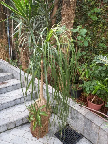Dracena- Pata de elefante (Beaucarnea recurvata) - Linda!