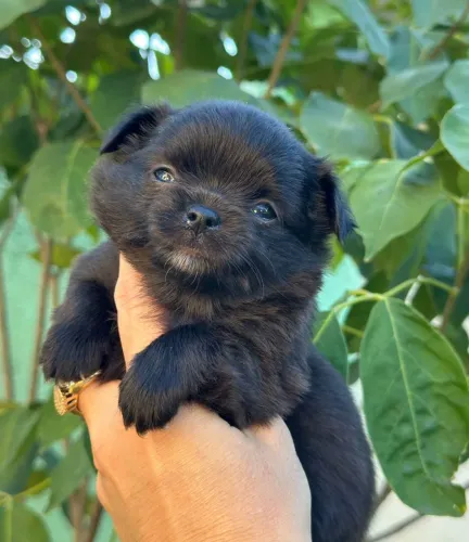 Chihuahua - Um pretinho charmoso de pelinhos longo Black