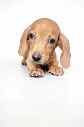 Mofadinho, Douradinho, Chocolate, Basset Filhotes disponiveis - Entrega Gratis
