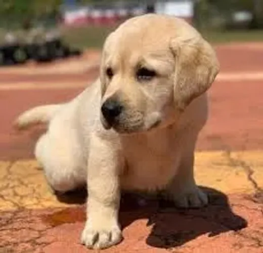 Labrador Amizade verdadeira em quatro patas.
