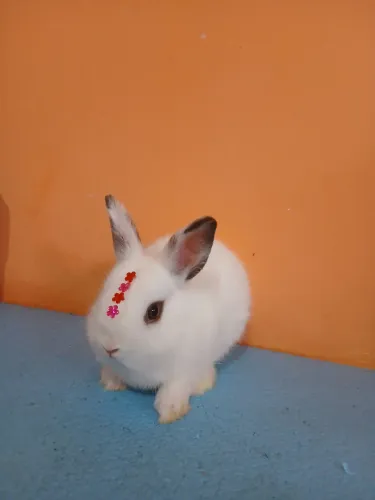 Netherland Dwarf 