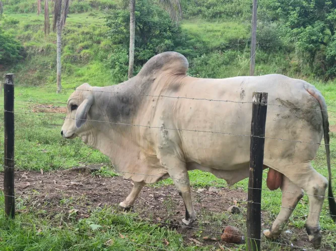 Touro Tabapuã PO