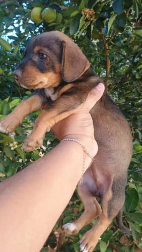 Fêmea Dachshund 