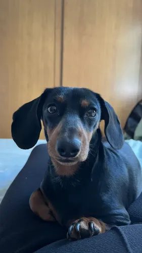 Dachshund kaninchen salsicha