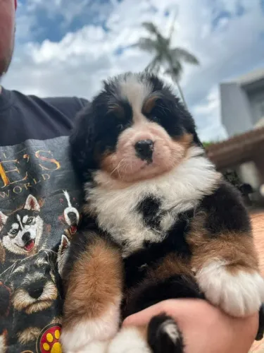 Bernese M. Dog | Criação Legalizada - Em até 12x sem juros