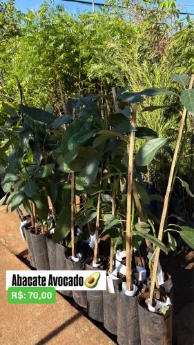Muda de Abacate Avocado