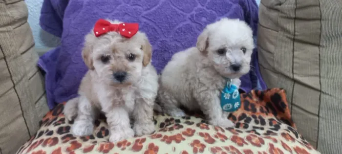 Poodle Toy porte pequeno Disponíveis. 