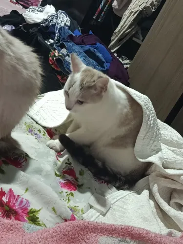 ADOÇÃO gato