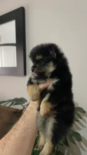 Lulu black and tan - macho e fêmea