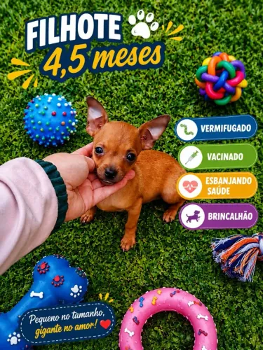 Pinscher Macho