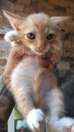 Gatos para doação