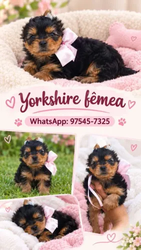 Mini Yorkshire fêmea