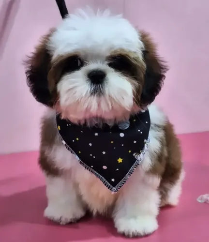 Shih Tzu - Filhotes lindíssimos disponíveis!! Canil especializado na raça - Aceito Cartão!