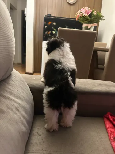 Vendo Shitzu filhote 3 meses 
