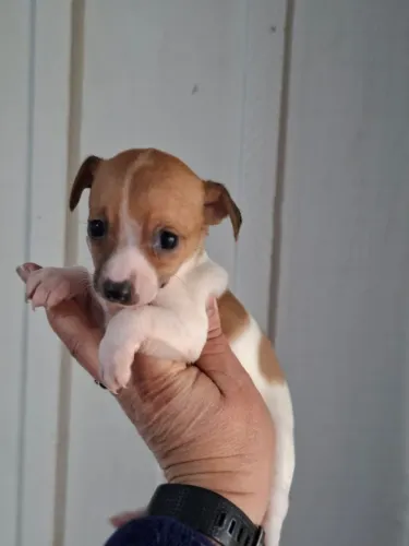 Pinscher linda menina