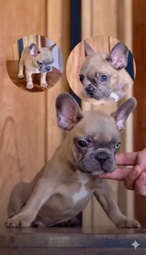 Buldogue francês 