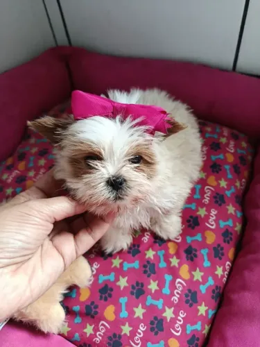 Filhote shih tzu, Cãopanheiros prontos para te encher de alegria!