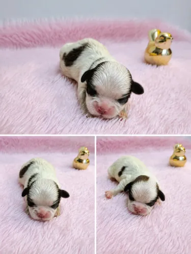 Filhotes Shih Tzu 