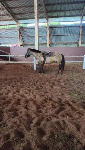 Égua para laço comprido