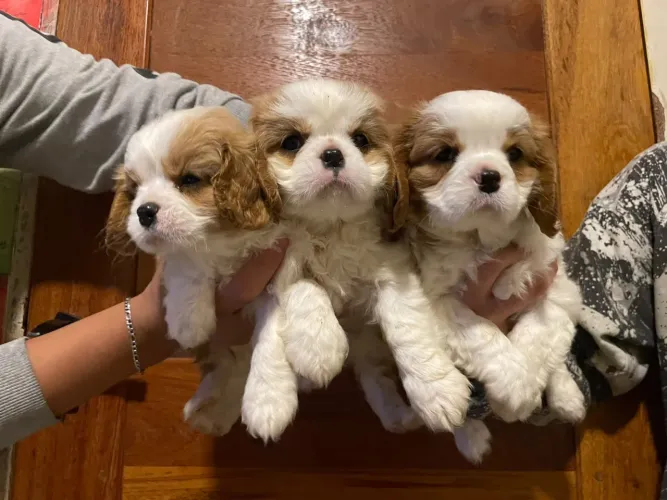 Cavalier fêmea e machinho pedigree cbkc