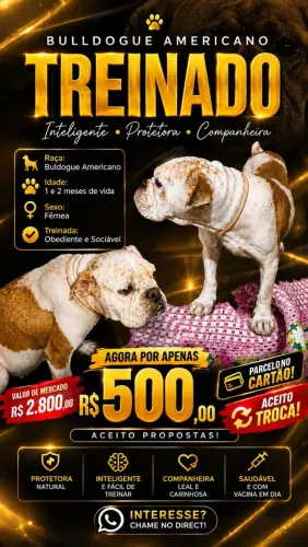 BULDOGUE AMERICANO FEMEA 1 ANO DE VIDA