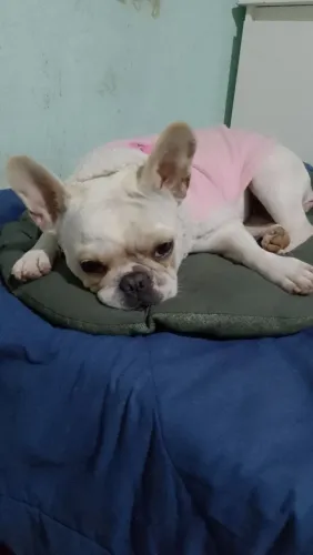 Procuro namorado para minha Buldogue Francesa Baby 