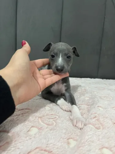 Filhote galgo italiano