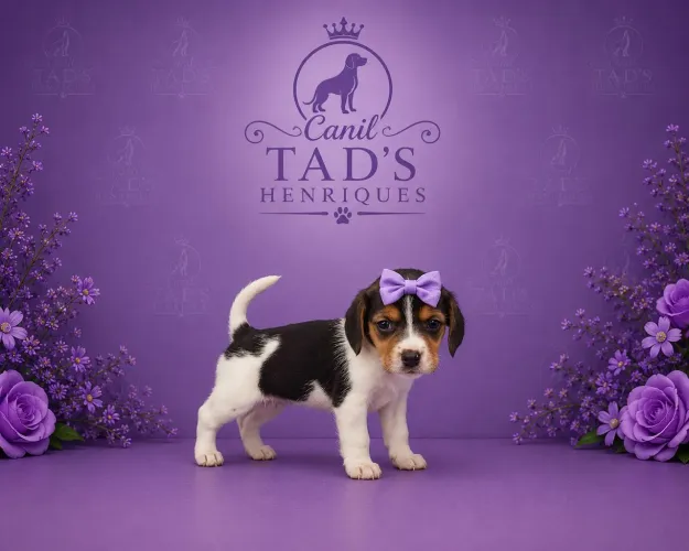 BEAGLE  - LINDOS BBS