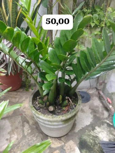 Plantas de folhagens