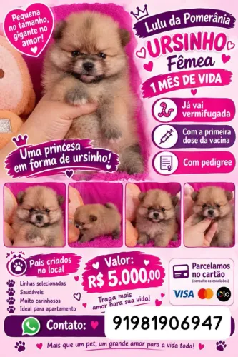 Filhotes de Lulu da Ponerânia