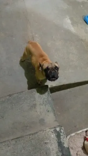 Bulldog Frances