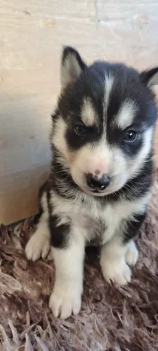 ? Filhotes de Husky Siberiano | Beleza, Energia e Personalidade
