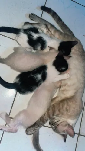 Doação 