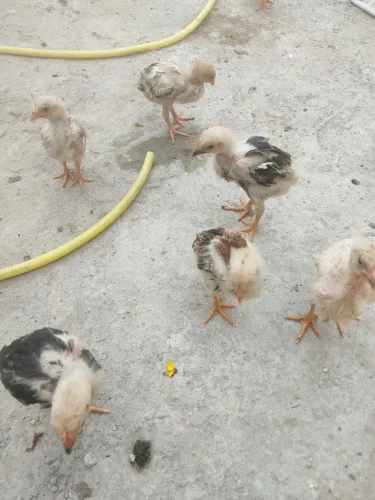 Galinhas, galos e pintinhos