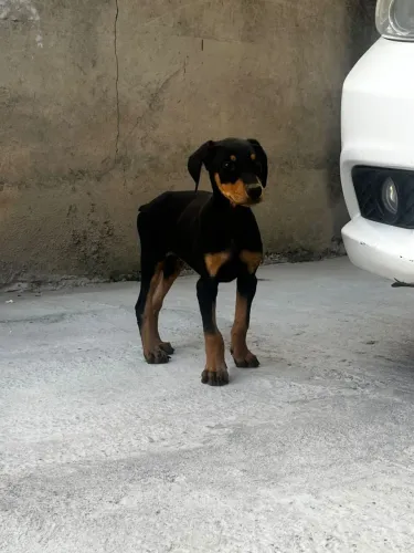 Doberman / filhote 