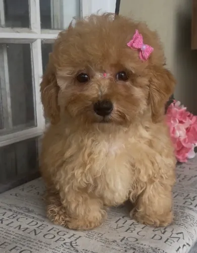 Poodle abricot fêmea