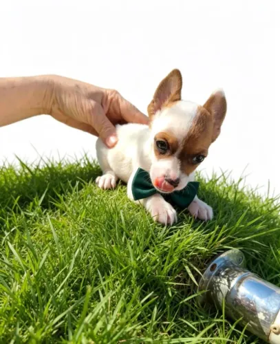 Pinscher Zero Puro Amor em Tamanho Mini