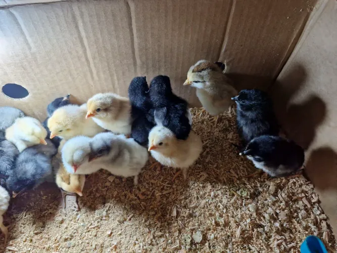 Pintinhos caipira vendo o lote 