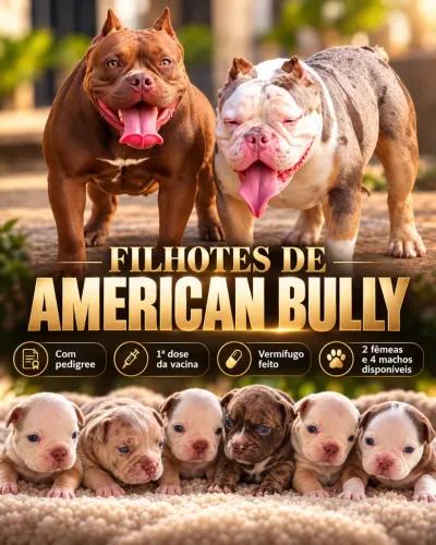 American Bully Micro 