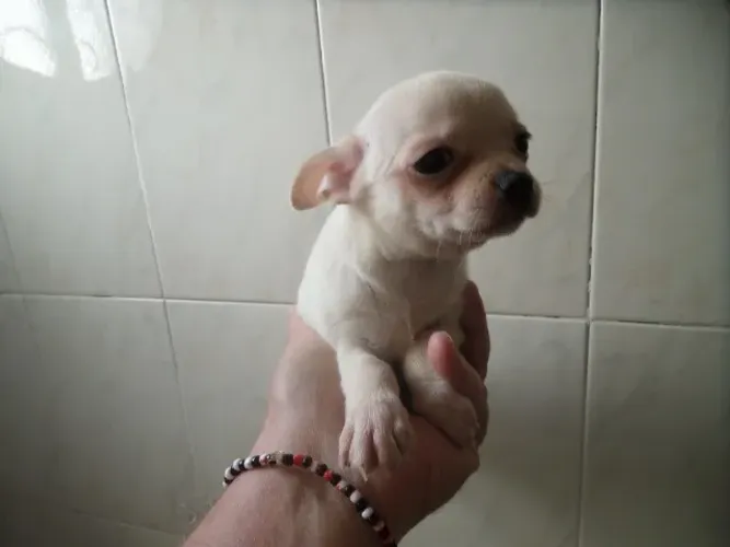 chihuahua  branco