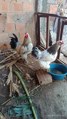 Casal de brahma lihgt