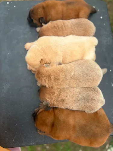 Chow-chow disponíveis 