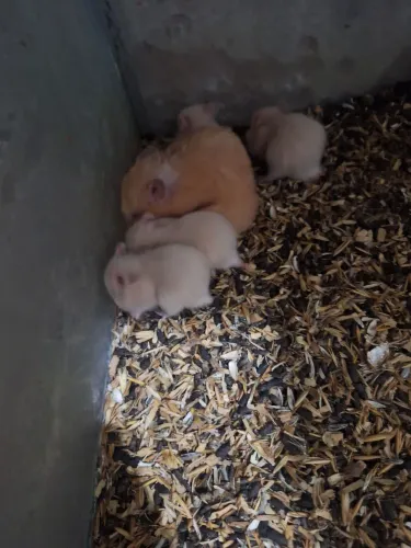 Filhotes de Hamster 