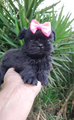 FEMEA PRETA DE SHIH TZU