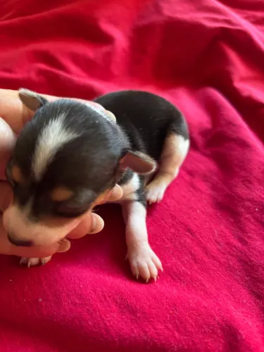 Pinscher fêmea