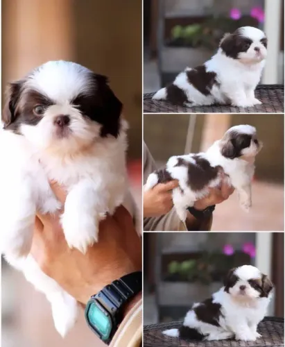 Filhote Shih Tzu, fofos e brincalhões prontos para um novo lar!