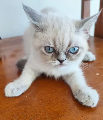 Gatinhos persas disponíveis para reserva 