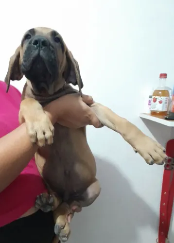 Cães