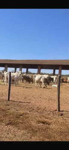 Excelente fazenda no triângulo mineiro 